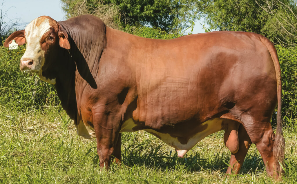 Vaca Premium a la piedra 2,5kg – Trasacar